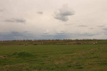 A field with cows in it