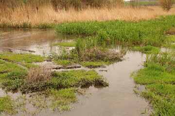 A muddy stream with grass and weeds
