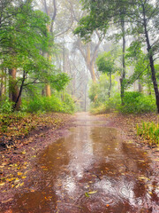 A rainy day in Tokyo Meiji Park, Japan. Giant puddles on a path through an enchanted evergreen forest.