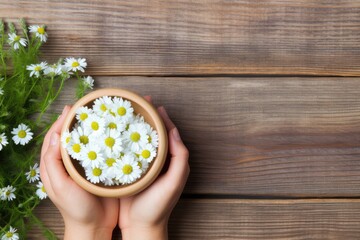 Top view Hands of a young girl holding chamomile flowers in a bowl on a wooden background