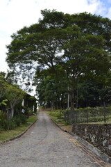 Rua com grande árvore