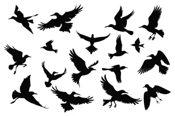 Foto op Canvas Flying Different Type of Birds silhouette with wings on white background © mobarok8888