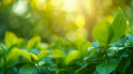 Fototapeta na wymiar Beautiful nature view of green leaf on blurred background 