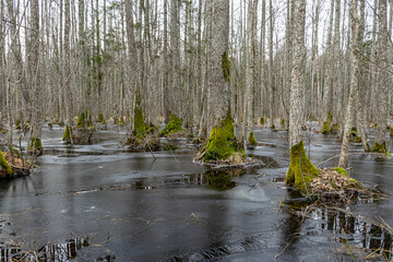 Flooded forest, forest wetland, melting snow and ice, puddles of water between tree trunks...