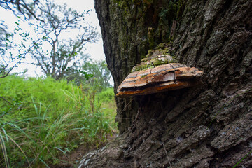 Orange fungus on the trunk of a tree, La Pampa Province, Patagonia, Argentina.
