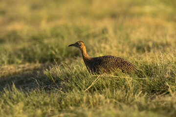 Red winged Tinamou, Rhynchotus rufescens, La Pampa province , Argentina