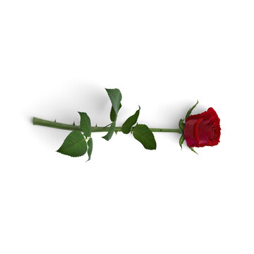 red rose isolated - Beautiful red rose flower on white background