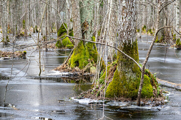 Flooded forest, forest wetland, melting snow and ice, puddles of water between tree trunks...