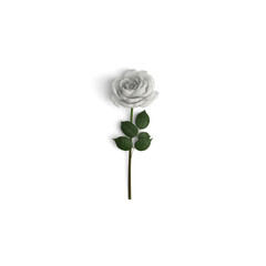 single white rose isolated background - Close-up of a white Rose
