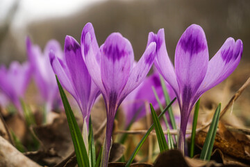 purple crocus flowers