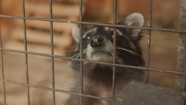 Portrait of unhappy raccoon sitting in cage and looking around for food