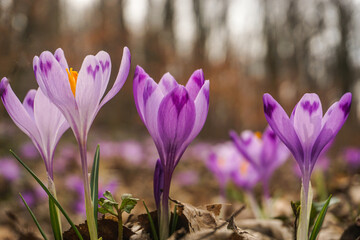 spring crocus flowers