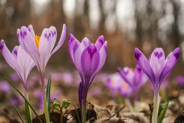 Fotobehang spring crocus flowers © Ирина Рейпаши