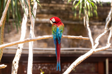 Beautiful macaw parrot sits on a tree branch, ara, wild bird, rainbow parrot