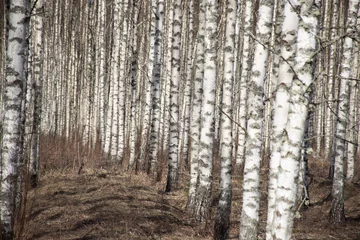 Foto auf Glas spring landscape with white birch trunks, trees without leaves in spring © ANDA