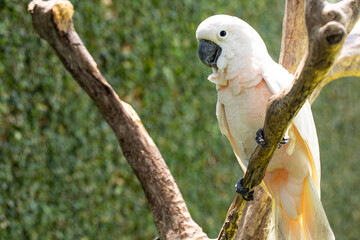 cockatoo in the wild, exotic birds, white parrot, tropics