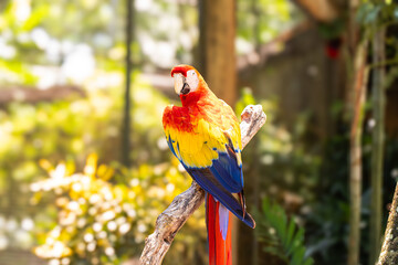 Beautiful macaw parrot sits on a tree branch, ara, wild bird, rainbow parrot