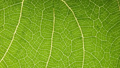 Macro Perspective: Grid Patterns on a Leaf
