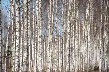 Afwasbaar Fotobehang Berkenbos spring landscape with white birch trunks, trees without leaves in spring