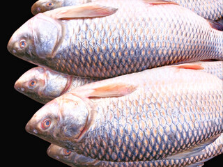 Rohu fish labeo rohita ruee rui tapra ruhi animal food scalefish of fresh water river belonging to...