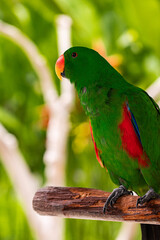 close-up of Parrot Biak Eclectus, 
exotic birds, green parrot