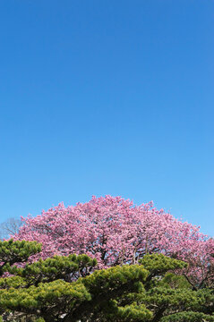 緋寒桜と五葉松