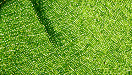 Macro Perspective: Grid Patterns on a Leaf