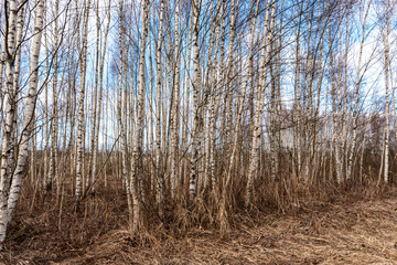 Trunks of birch trees, lots of birch trees