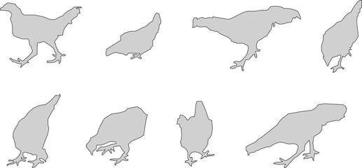 illustration sketch design vector animal image chicken poultry