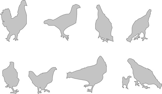 illustration sketch design vector animal image chicken poultry