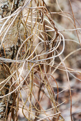  abstract tree growth, old tree trunk, nature prints on wood