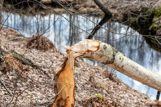 Forest growing around beavers, tree trunks felled by beavers, beaver gnawed tree, wood shavings around a tree stump