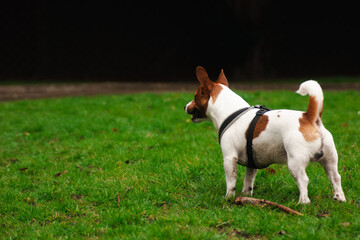 Jack Russell terrier 