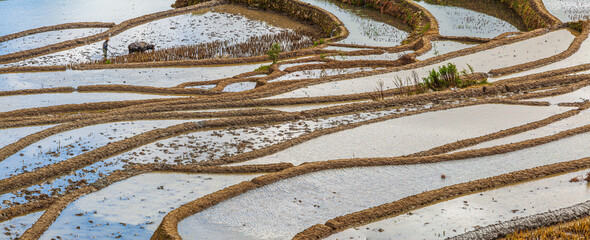 Panorama image of the historic rice terraces of Yuanyang with a farmer working the fields in autumn, Yunnan province China