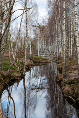 swamp ditch in spring, beautiful reflections of trees on the surface of the water, leafless trees...