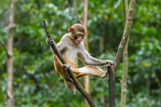 Young Rhesus macaque (Macaca mulatte) in a tree, Zhangjiajie National Forest Park, China