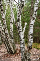 Rolgordijnen Trunks of birch trees, lots of birch trees © ANDA