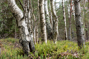 Trunks of birch trees, lots of birch trees