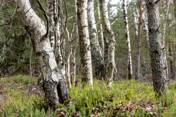 Papier Peint photo Bouleau Trunks of birch trees, lots of birch trees
