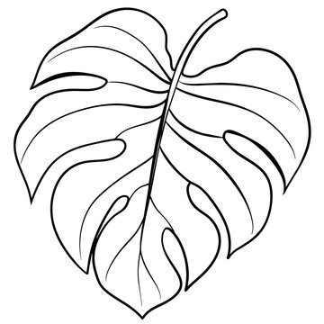 monstera leaf  - vector illustration