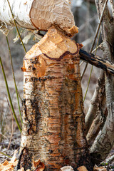 Forest growing around beavers, tree trunks felled by beavers, beaver gnawed tree, wood shavings around a tree stump
