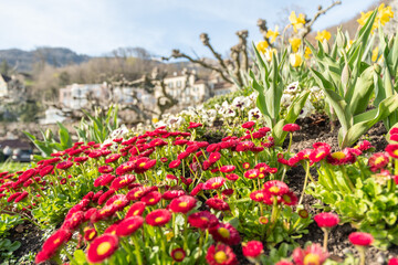 Colorful flowers in spring time at the lake Walensee in Switzerland