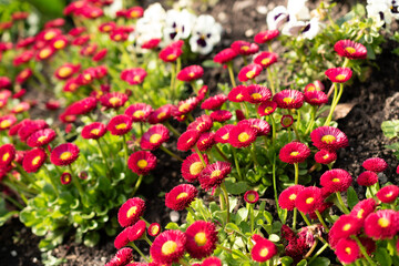 Colorful flowers in spring time at the lake Walensee in Switzerland