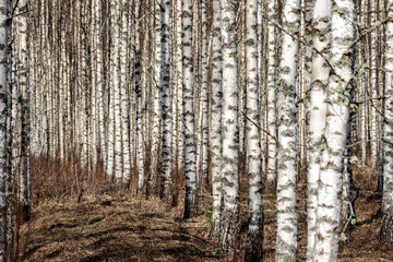 spring landscape with white birch trunks, trees without leaves in spring