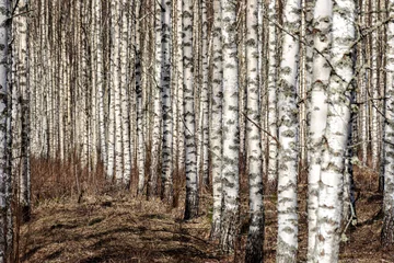 Foto op Plexiglas spring landscape with white birch trunks, trees without leaves in spring © ANDA
