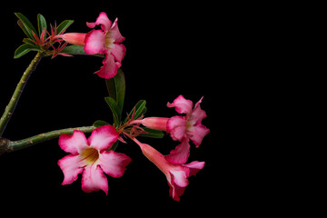 Fototapeta na wymiar Pink flowers adenium or desert rose flower isolated on black background with clipping path