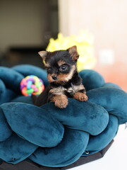 Cute playful Yorkshire terrier puppy puppy resting on a dog bed. Small adorable doggy with funny ears lying in lounger. Domestic pets