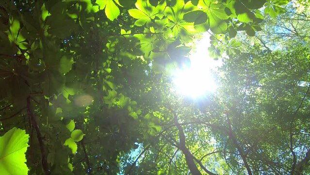 Beautiful view walking under the leaves and branches of chestnut trees in a very lush and green forest in spring with the sun's rays backlit