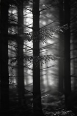macro photography by Nathan Wirth, details, lighting, forest