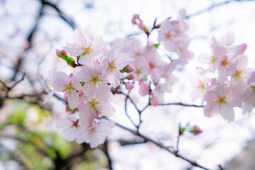 桜